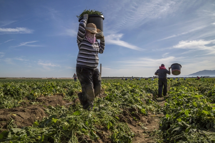 Terra Fecundis a envoyé des milliers de travailleurs dans les exploitations agricoles de 35 départements français.